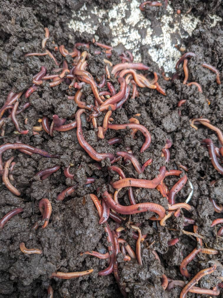 Red Worms